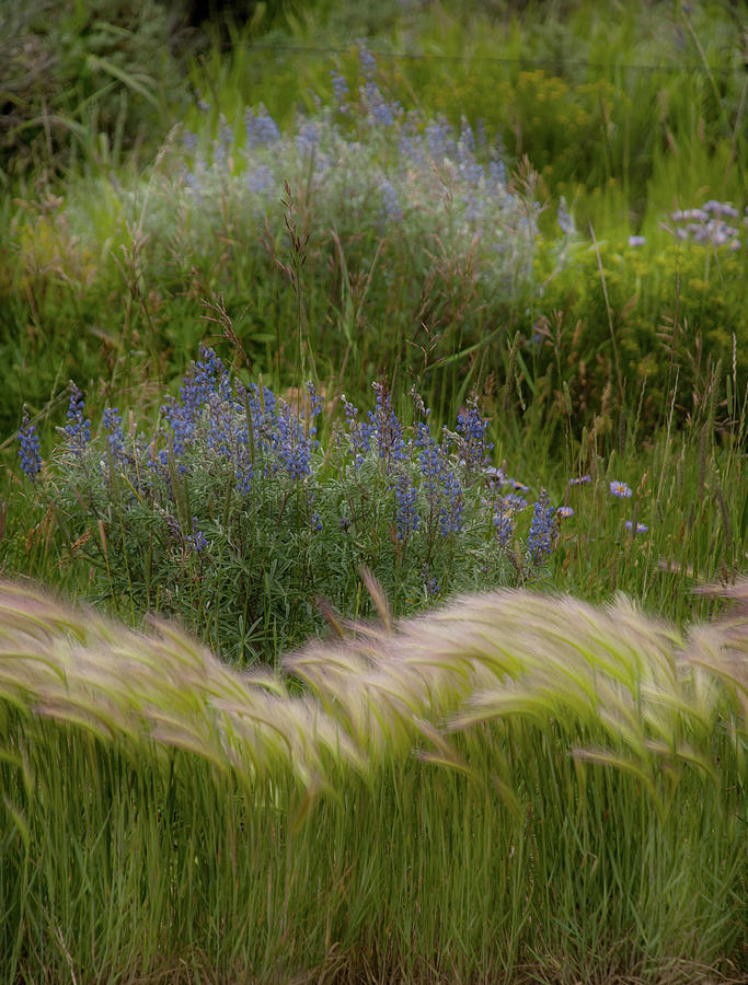 The Grasses Photograph by Jolynn Reed