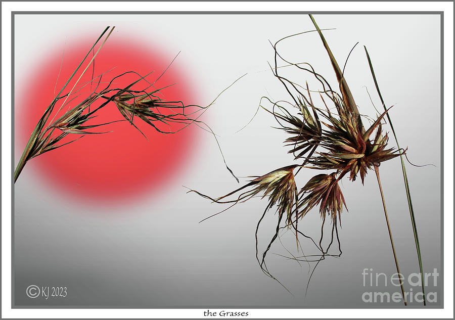 the Grasses Photograph by Klaus Jaritz