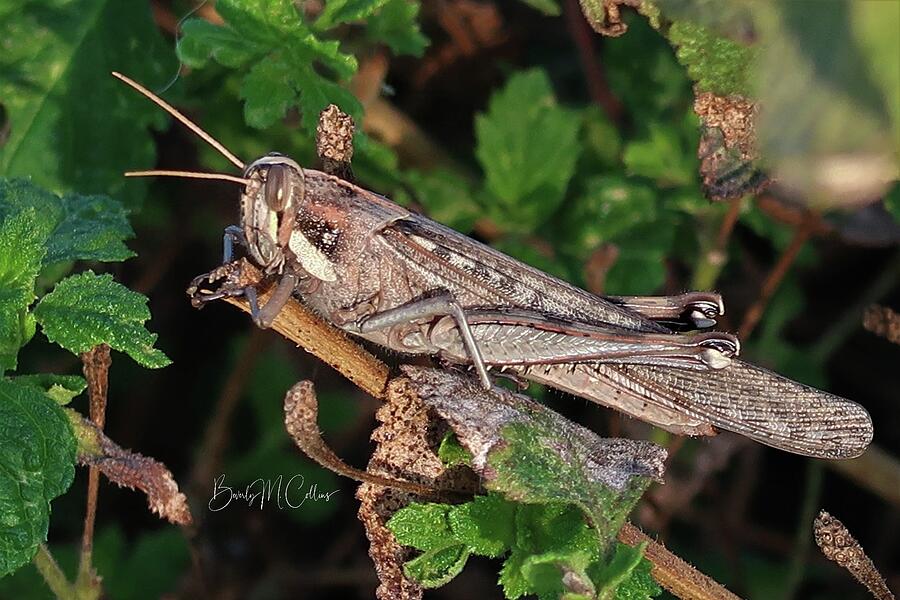 Grasshopper Photograph - The Grasshopper King by Beverly M Collins