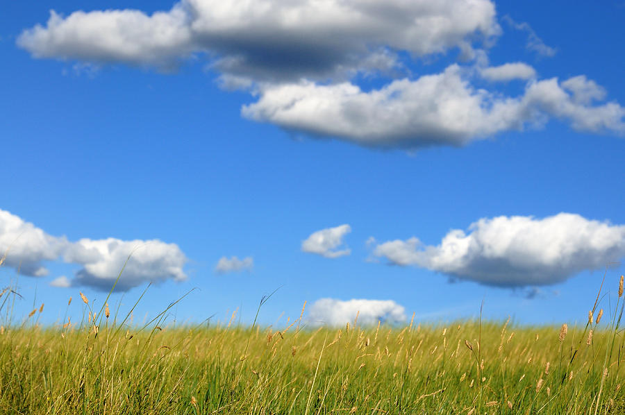 The grasslands of the blue sky and white clouds Photograph by Bingdian