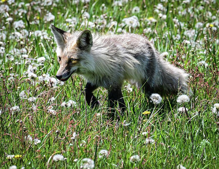 The gray fox Photograph by Matt MacMillan