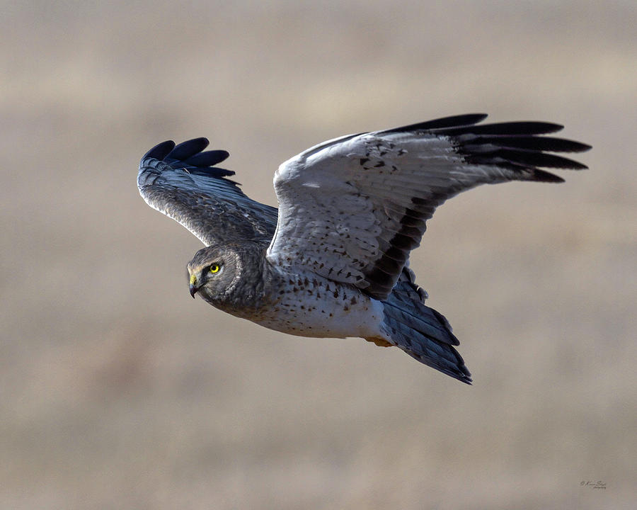 The Gray Ghost - Male Northern Harrier Photograph by Karen Slagle