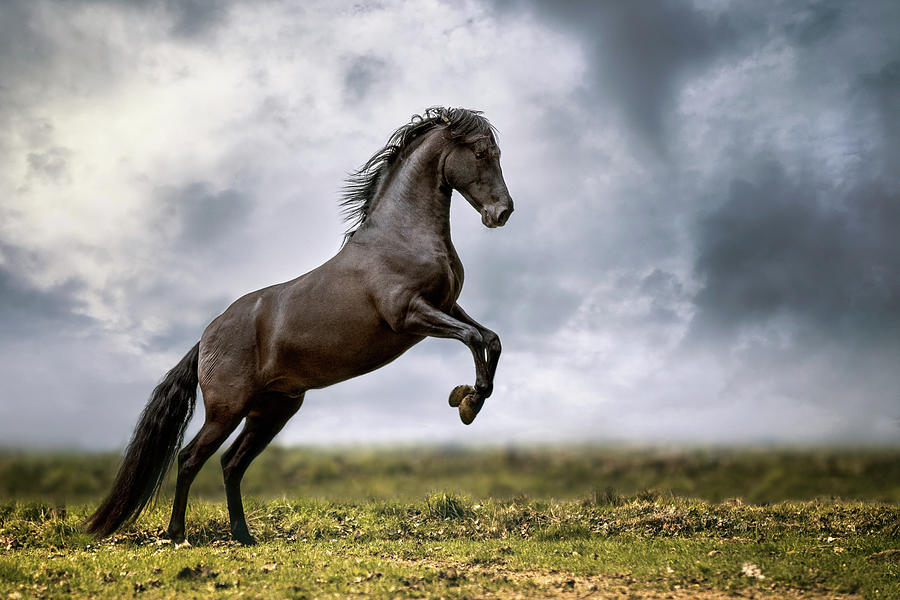 The Great Apollo - Horse Art Photograph by Lisa Saint