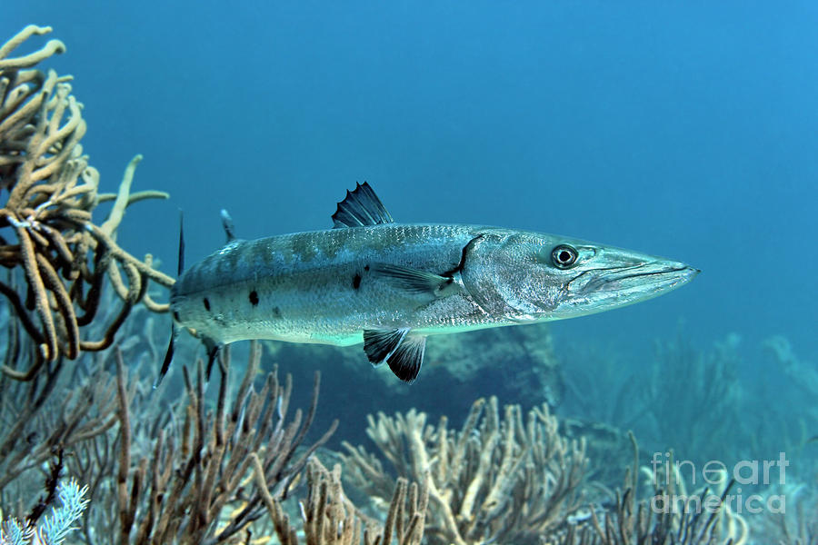 The Great Barracuda Photograph by Norbert Probst