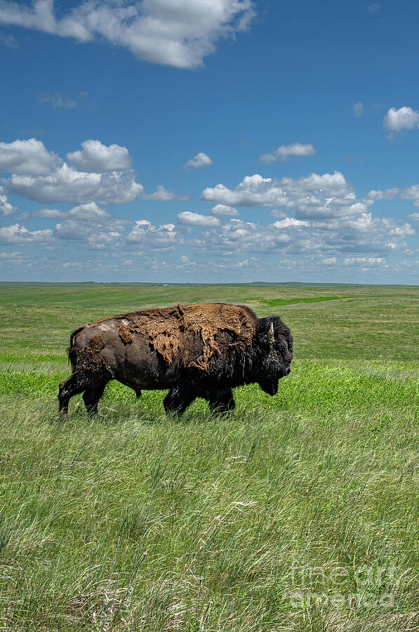 The Great Bison Photograph by Brian Kamprath The Great Bison Photograph by Brian Kamprath