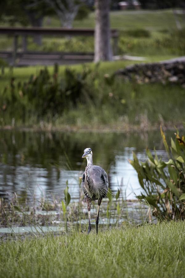 The Great Blue Heron At home In Venetian Gardens Photograph by Philip And Robbie Bracco