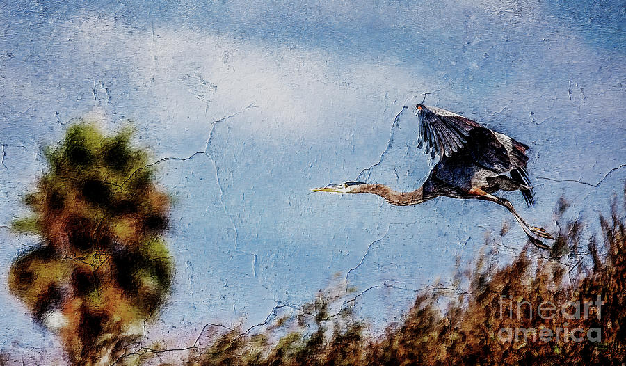 The Great Blue Heron Digital Art by David Millenheft
