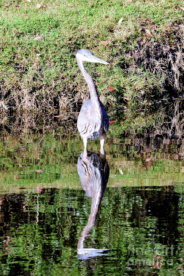 The Great Blue Heron Photograph