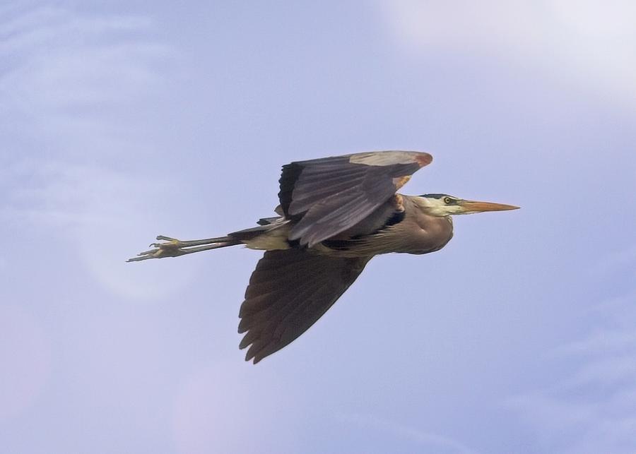Heron Photograph - The Great Blue Heron by Matthew Adelman Heron Photograph - The Great Blue Heron by Matthew Adelman