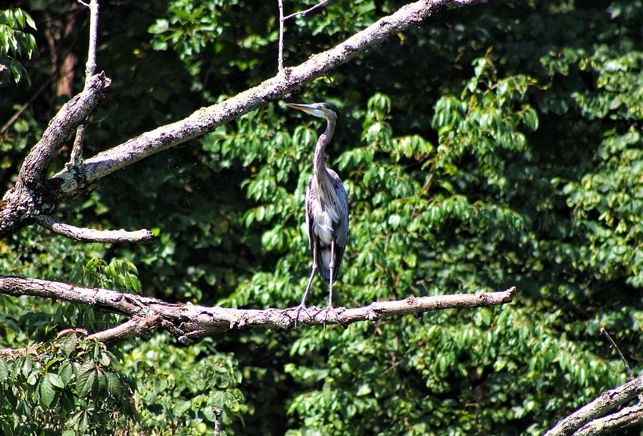 The Great Blue Heron On Cowan Lake Photograph By Gregory Mitchell 