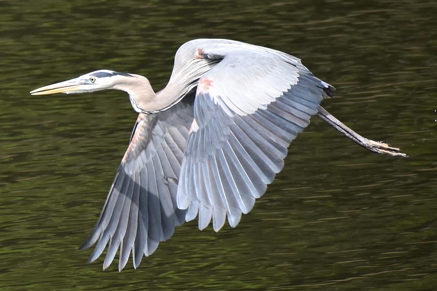 The Great Blue Heron Photograph by Sarah LaMaster | Fine Art America