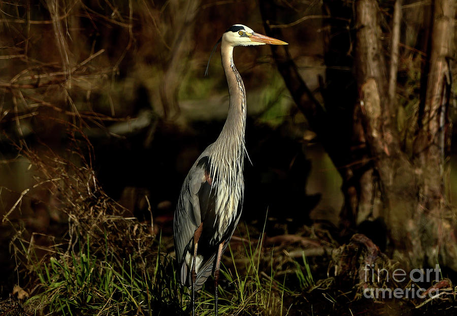 The Great Blue Heron Standing Tall Photograph by Sandra Js