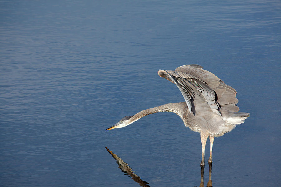 Heron Photograph - The Great Blue Heron Stretch by Karol Livote