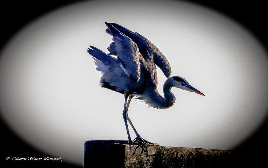 The Great Blue Heron Photograph by Tahmina Watson