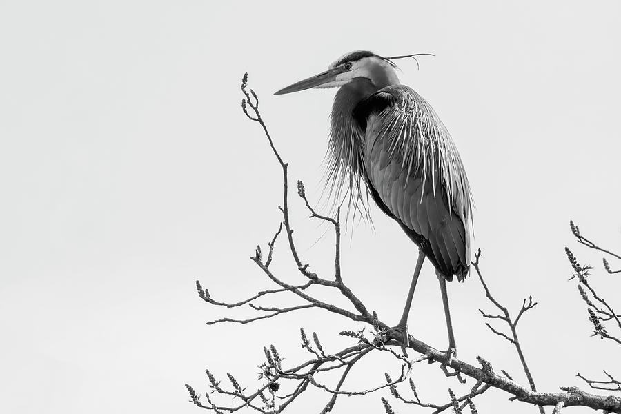 The Great Blue in Black and White Photograph by Mary Buck