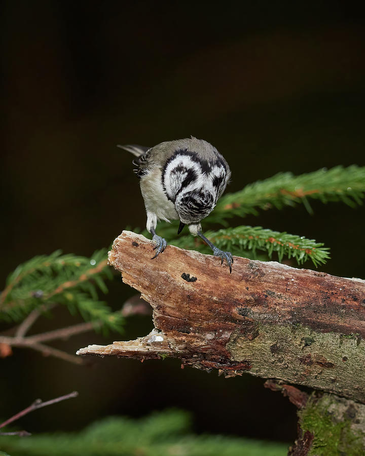 The great bluff. Crested Tit Photograph by Jouko Lehto