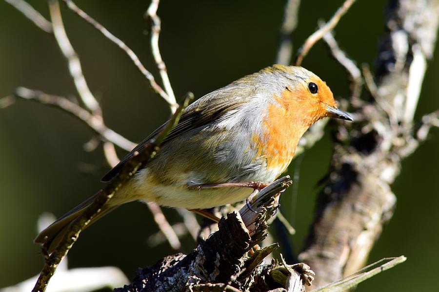 The Great British Robin Redbreast Photograph by Neil R Finlay
