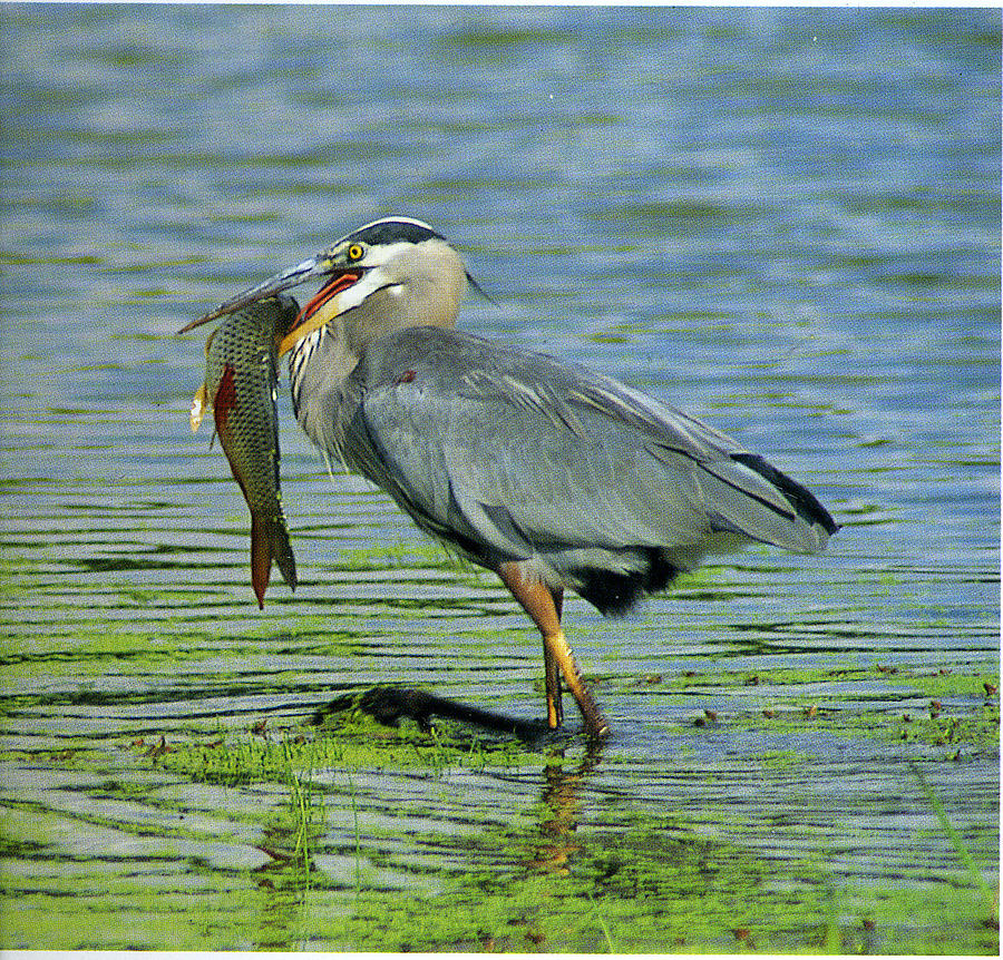The Great Catch Great Blue Heron Photograph