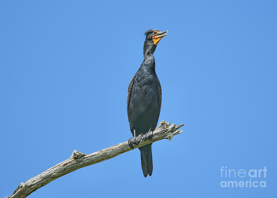 The Great Cormorant Photograph by Judy Kay