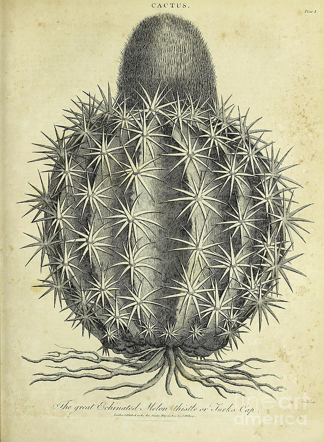 The Great Echinated Melon Thistle or Turks Cap i1 Drawing by Historic illustrations