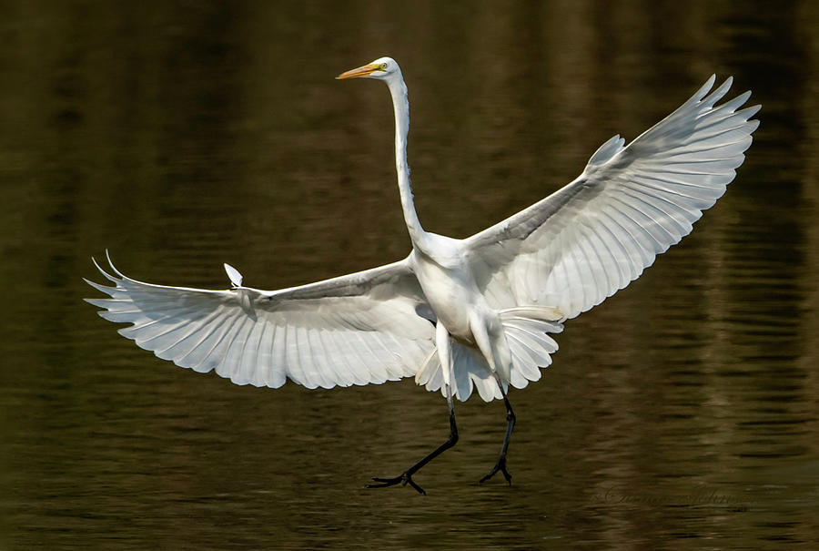 The Great Egret Bird Photograph by Sandra Js