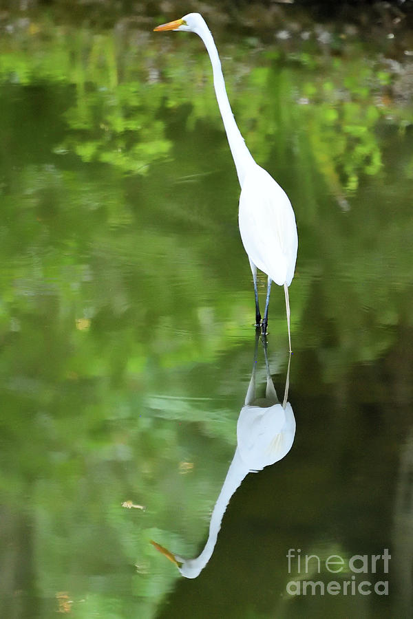 The Great Egret Photograph