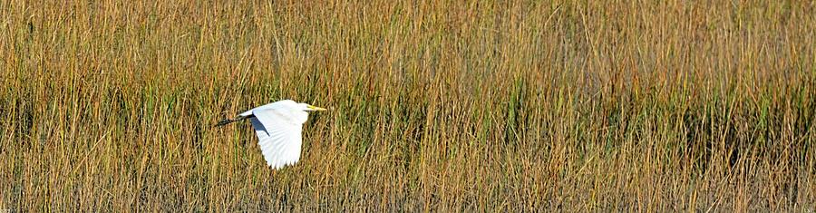 The Great Egret Panorama Photograph by Lisa Wooten