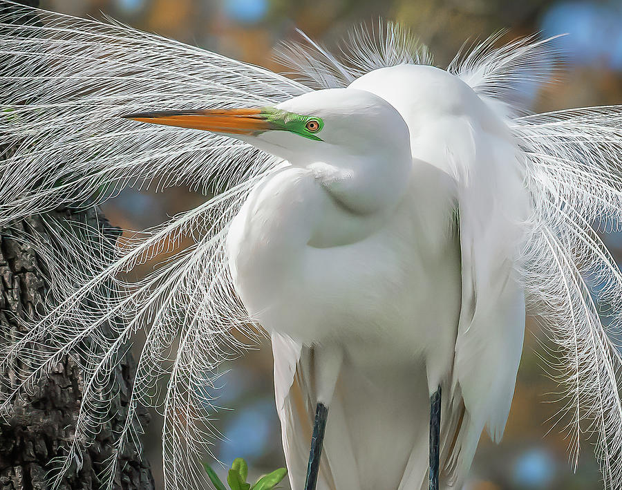 The Great Egret Photograph by Sylvia Goldkranz