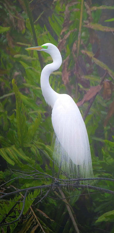The Great Egrets Wedding Finery Photograph by Mark Andrew Thomas
