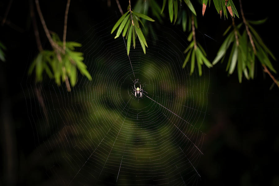 The Great Garden Spider Photograph by Mark Andrew Thomas
