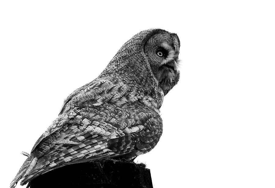 The Great Gray Owl Photograph by Angela Carrion Photography