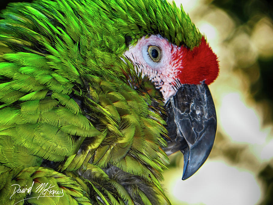 Bird Photograph - The Great Green Macaw by David McKinney