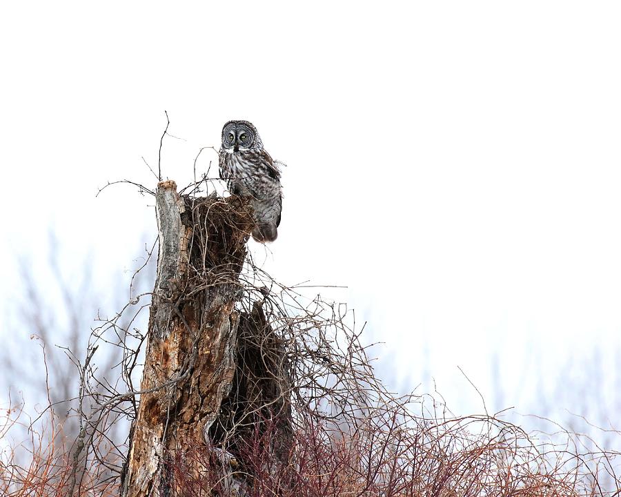 The great grey owl  Photograph by Heather King