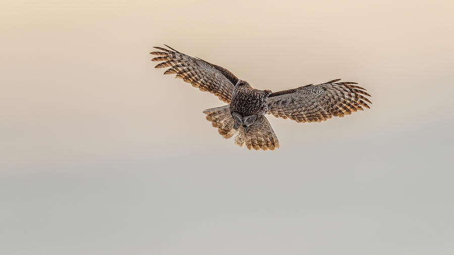 Bird Photograph - The Great Grey Owl Hover by Yeates Photography