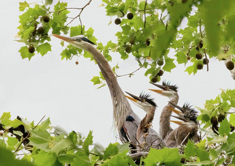 The Great Heron Choir Photograph by Gina Fitzhugh