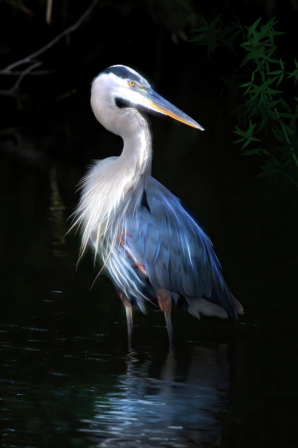 The Great Heron Photograph by Mark Andrew Thomas