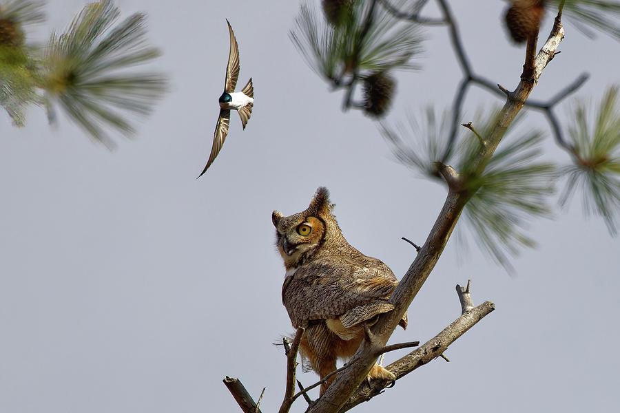 The Great Horned Owl and the Tree Swallow Photograph by Ken Fullerton