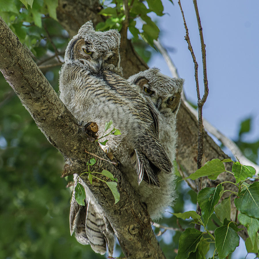 Owl Photograph - The Great-Horned Owl Babies by Yeates Photography