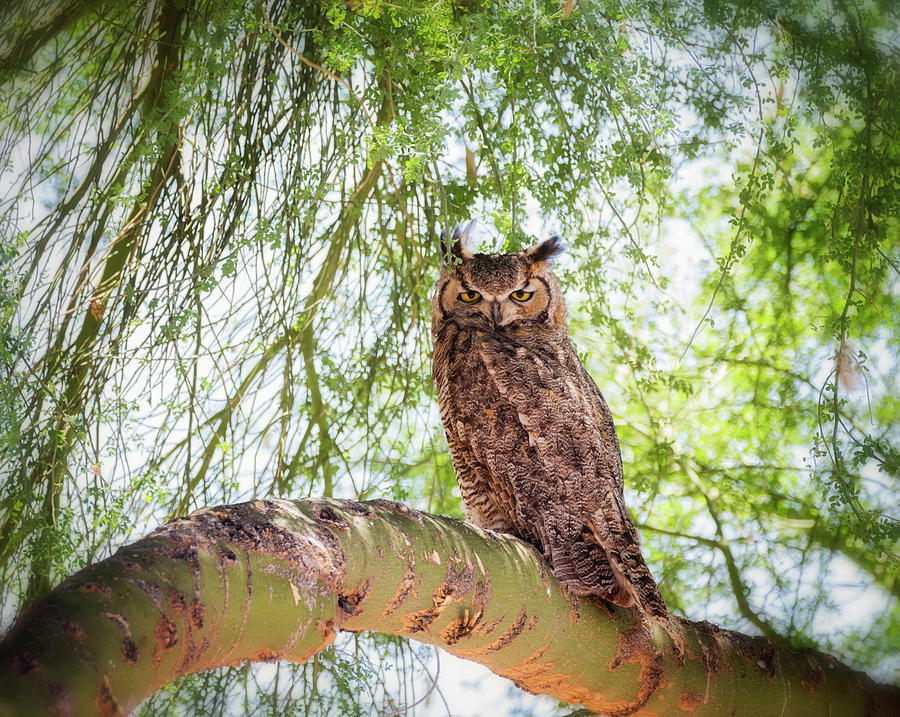 The Great Horned Owl  Photograph by Saija Lehtonen