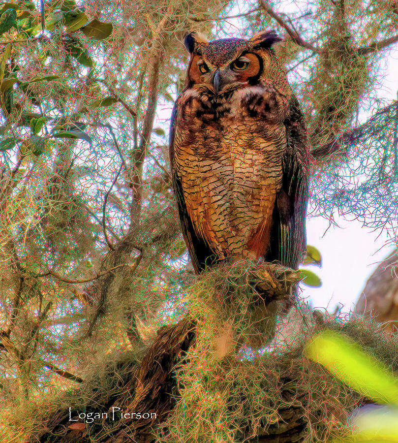 The Great Horned Owl Views The Forest Floor From On-high. Photograph By ...