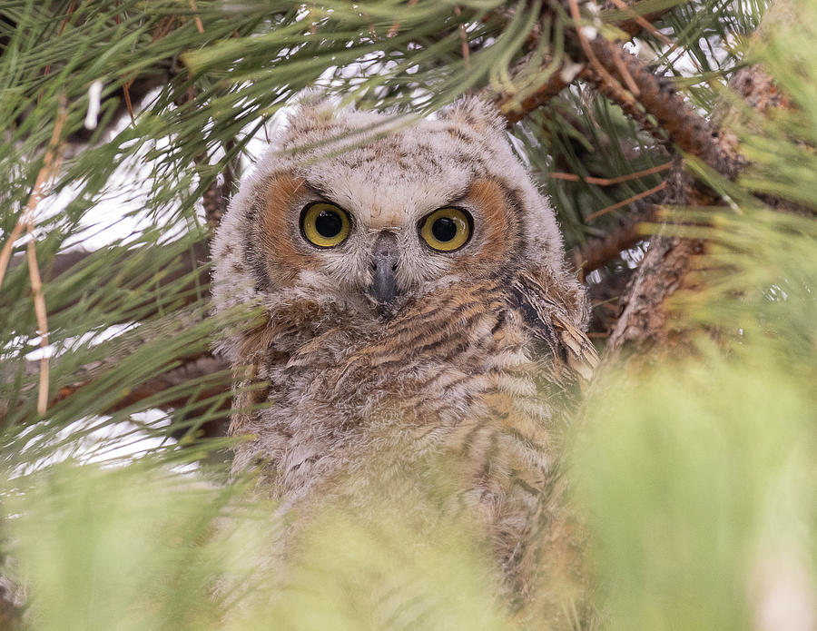 The Great Horned Owlet Photograph by Vicki Stansbury