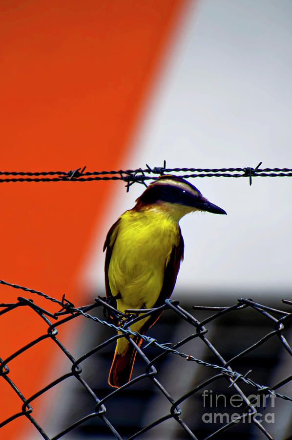 The Great Kiskadee Is A Very Striking Bird Photograph by Al Bourassa