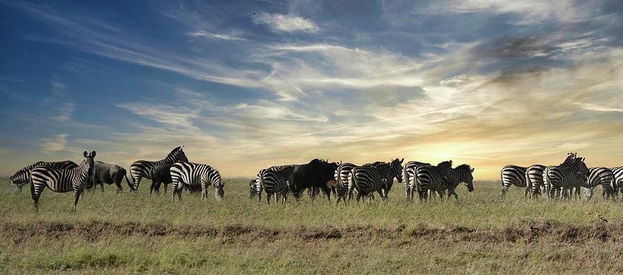 The Great Migration Photograph by Carolyn Mickulas
