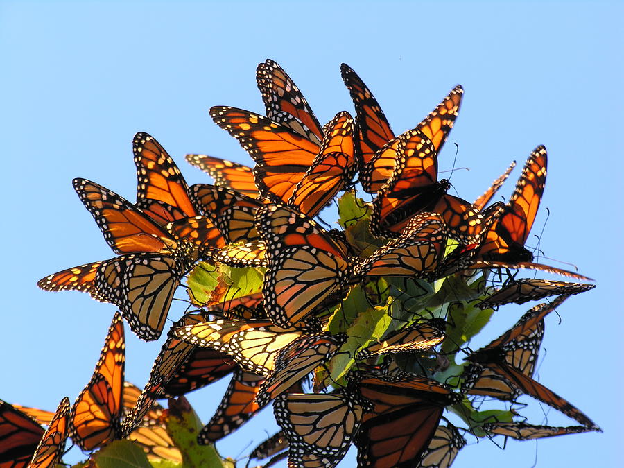 The great migration of the Monarch Butterflies Photograph by Richard Worthington