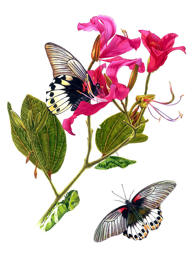 The Great Mormon Butterfly Painting by Espero Art