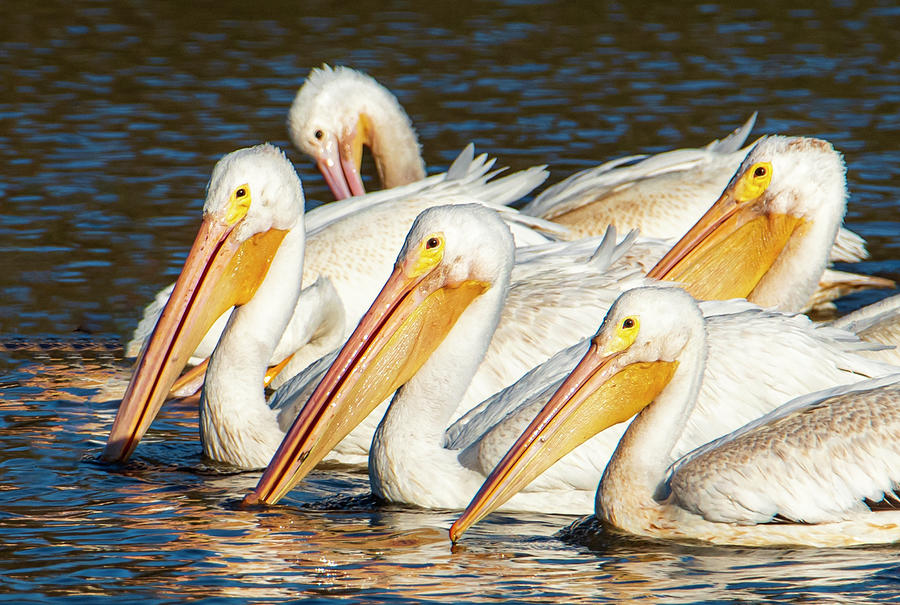The Great White Pelicans  Photograph by Sandra Js