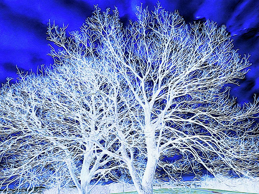 The Great White Tree Digital Painting Digital Art