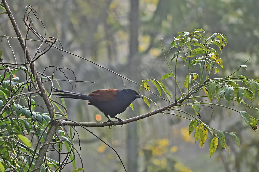 The Greater Coucal - Centropus sinensis Photograph by Amazing Action Photo Video
