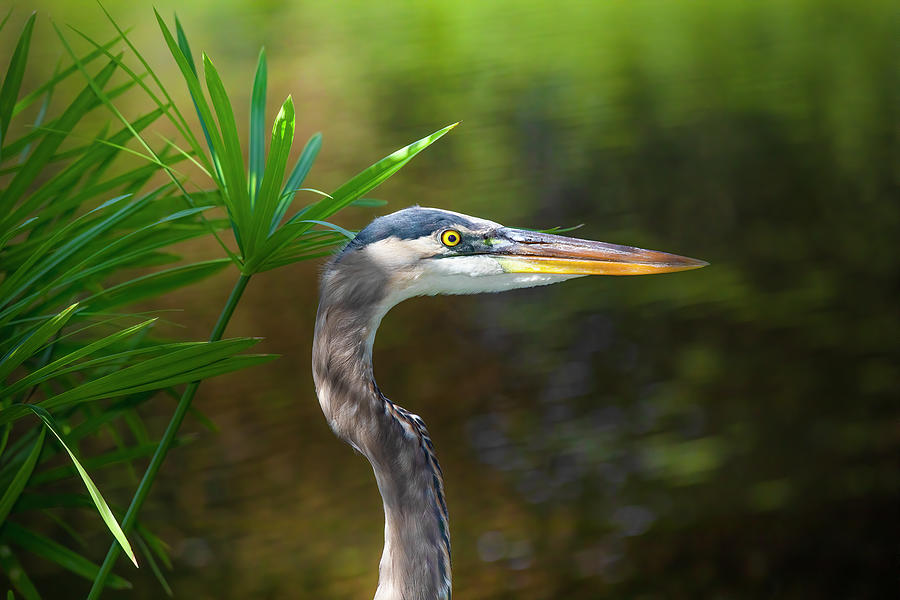 The Greatest Blue Heron Photograph by Mark Andrew Thomas