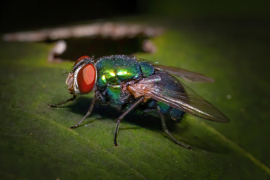 The Green Bottle Fly Photograph by Mark Andrew Thomas